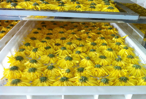 四川金银花、菊花烘干房